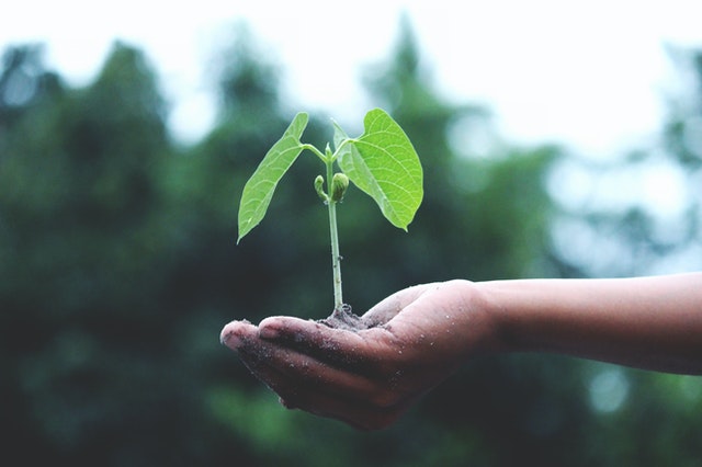 Alium restauration collective et respect de l'environnement